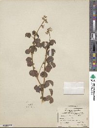 Crotalaria falcata image