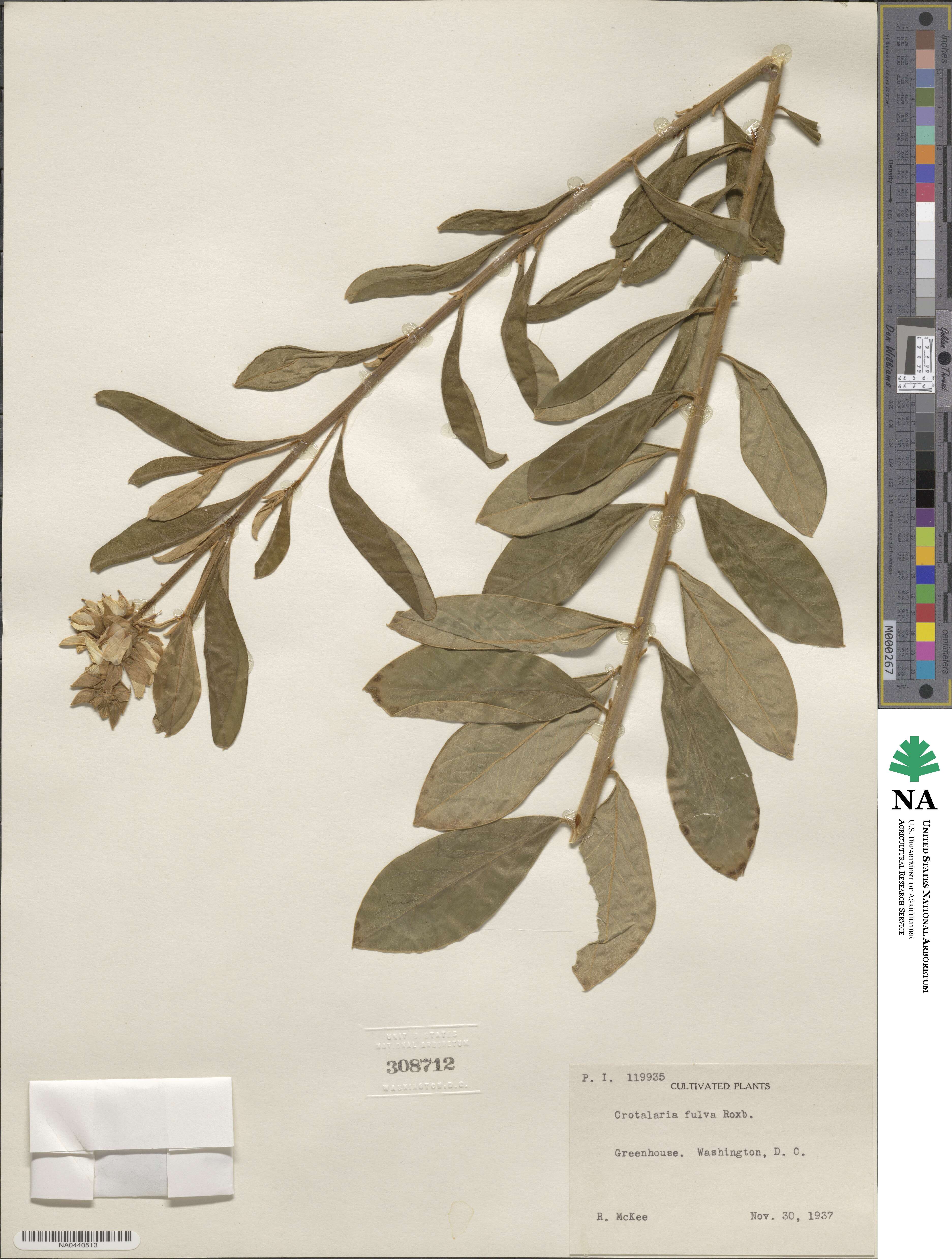 Crotalaria berteroana var. berteroana image