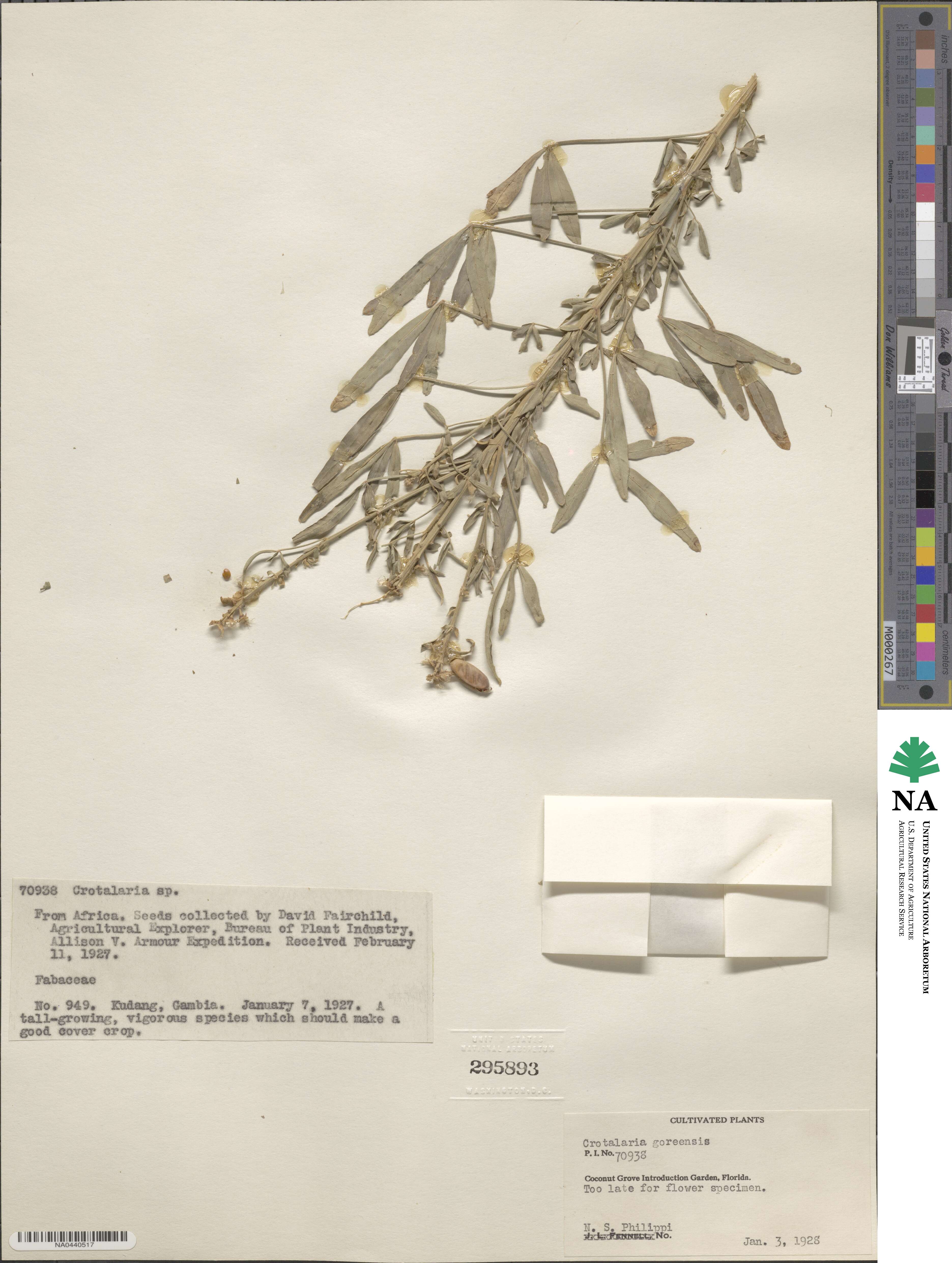 Crotalaria goreensis image