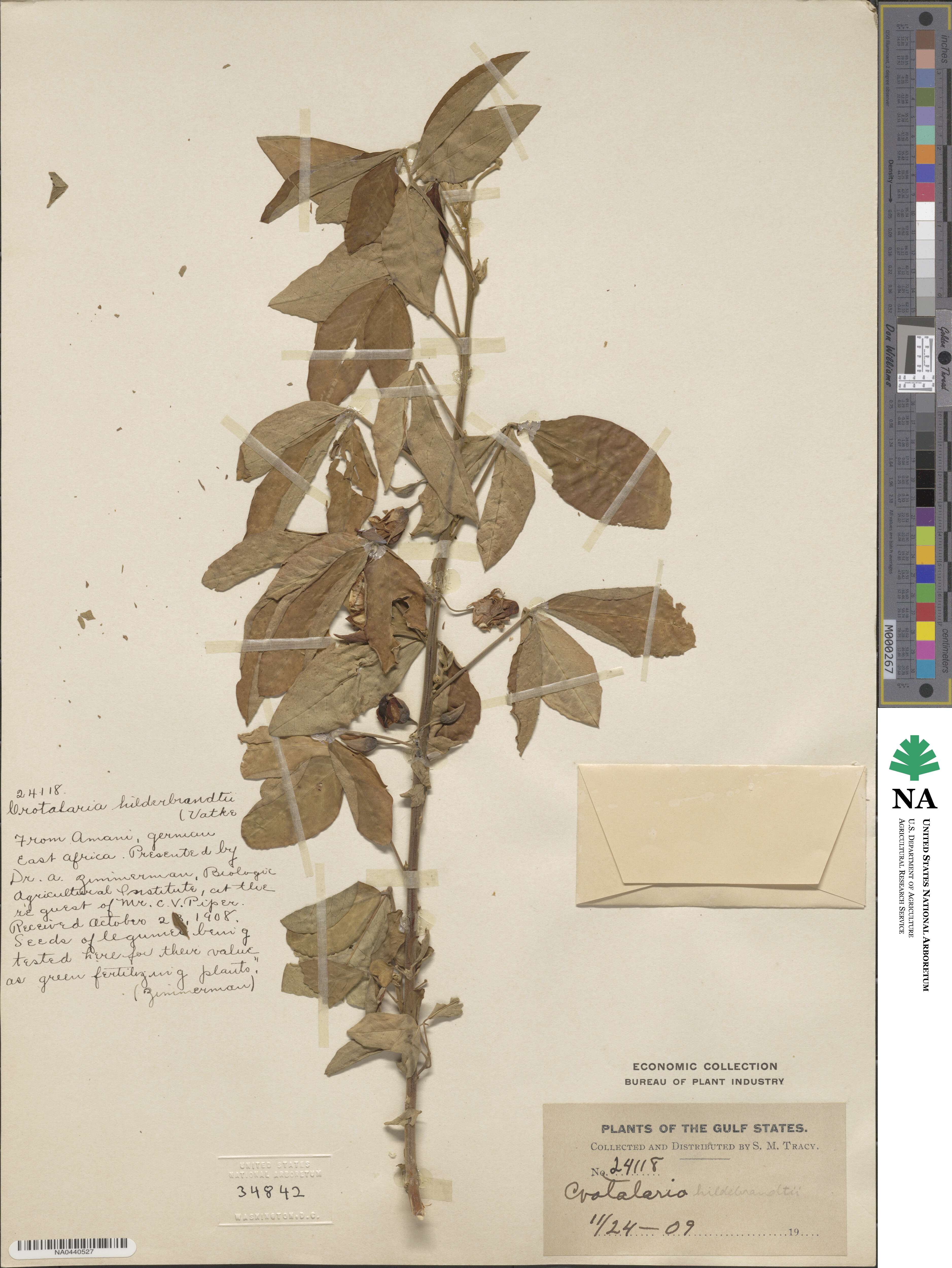 Crotalaria hildebrandtii image