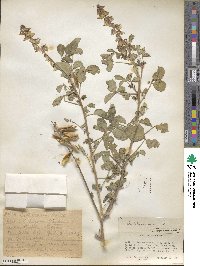 Crotalaria brevidens image