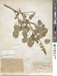 Crotalaria brevidens image