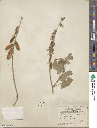 Crotalaria brevidens image