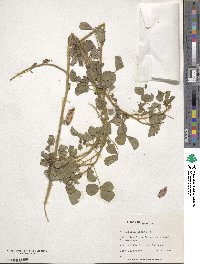 Crotalaria brevidens image