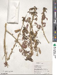 Crotalaria brevidens image