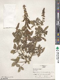 Crotalaria brevidens image