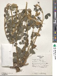 Crotalaria brevidens image