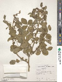 Crotalaria brevidens image