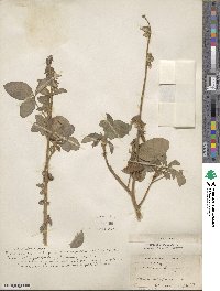 Crotalaria brevidens image