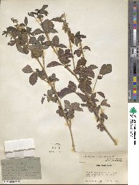 Crotalaria brevidens image