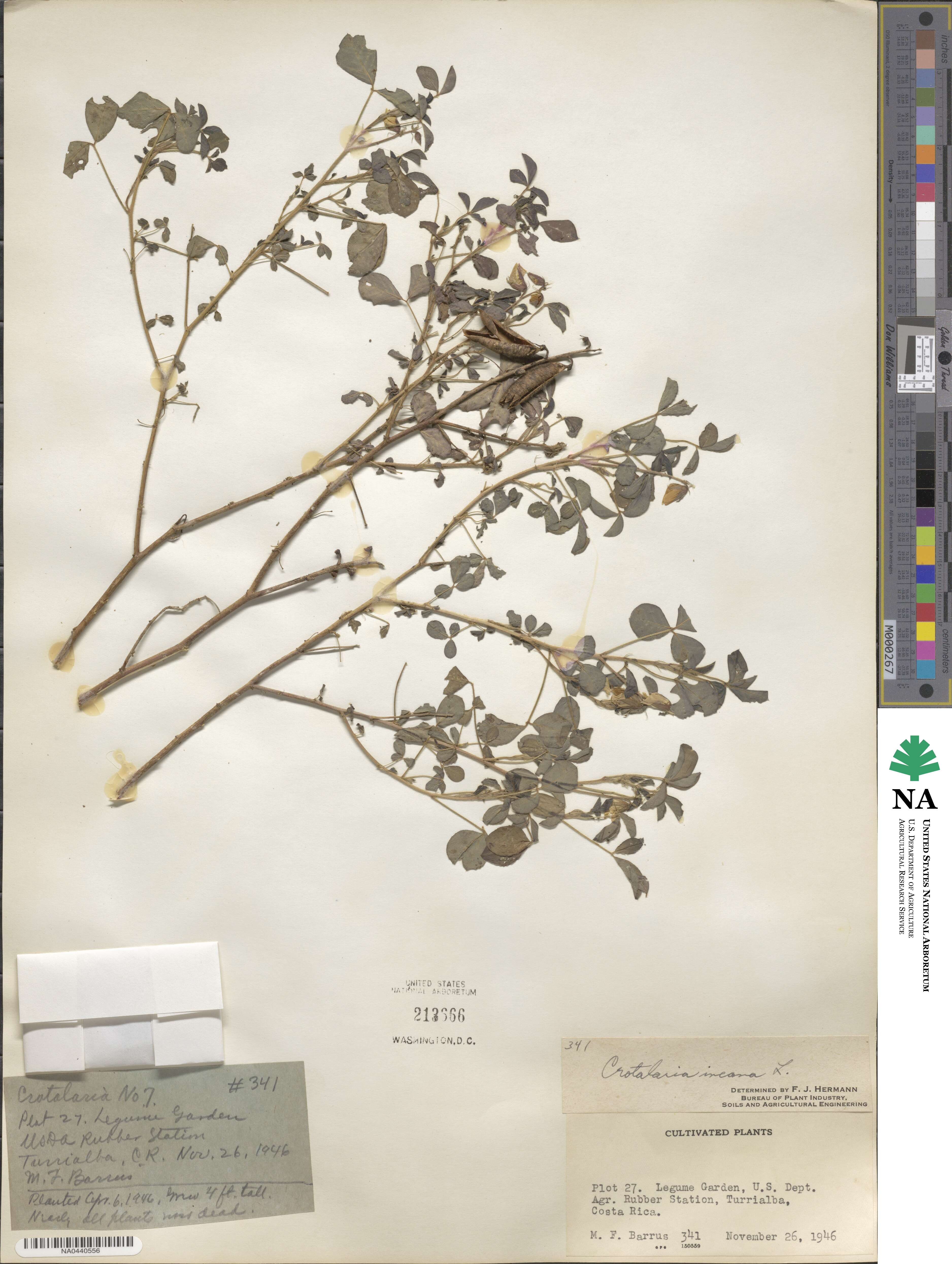 Crotalaria brevidens image