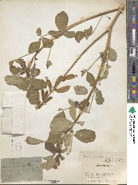 Crotalaria brevidens image