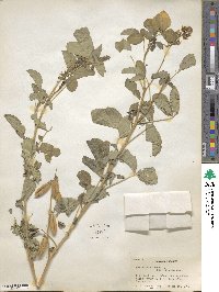 Crotalaria brevidens image