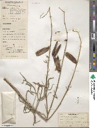 Crotalaria brevidens image