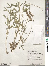 Crotalaria brevidens image