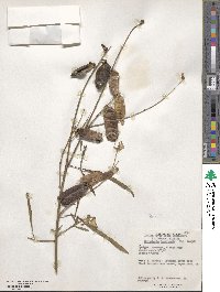 Crotalaria brevidens image