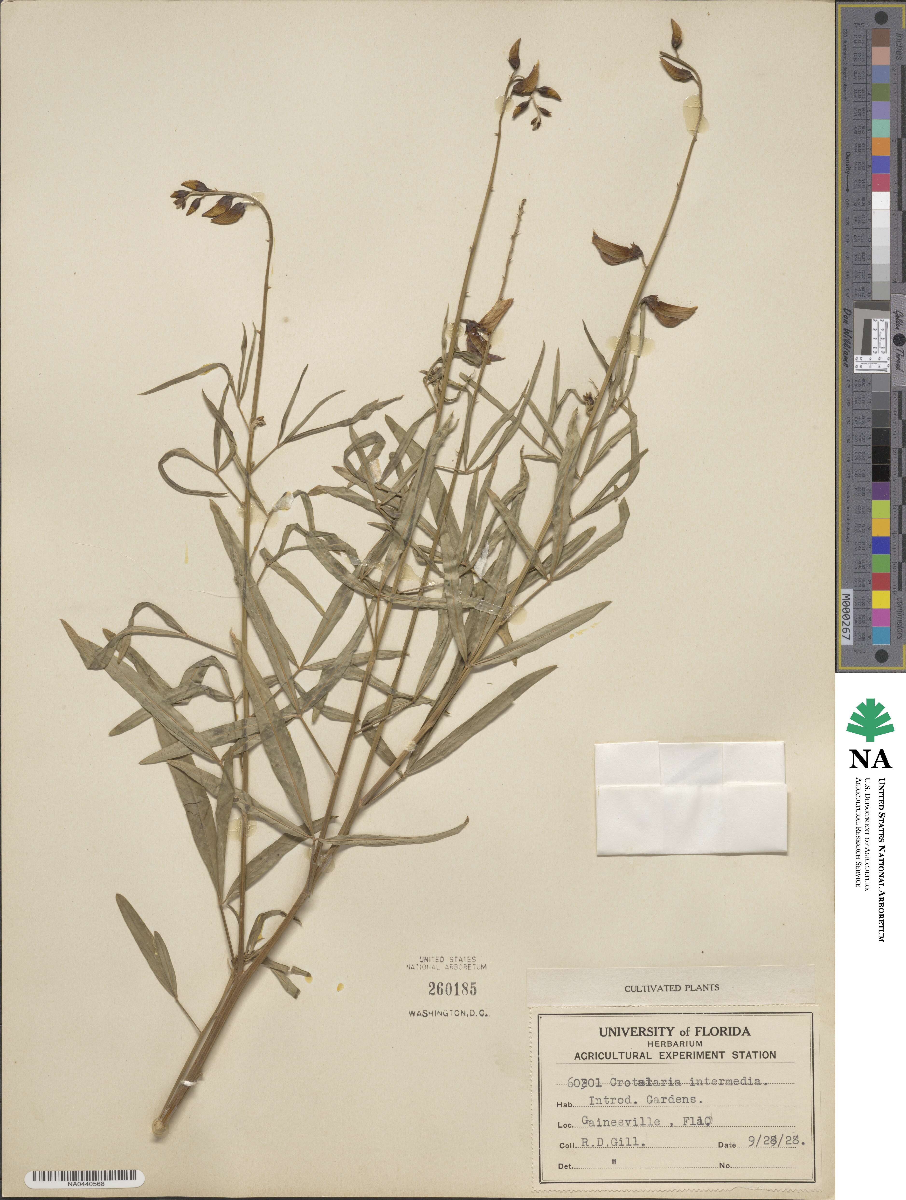 Crotalaria brevidens image