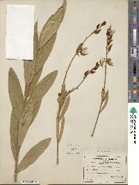 Crotalaria juncea image