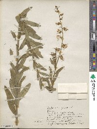 Crotalaria juncea image