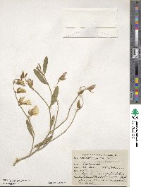 Crotalaria juncea image