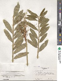 Crotalaria juncea image