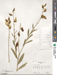 Crotalaria juncea image