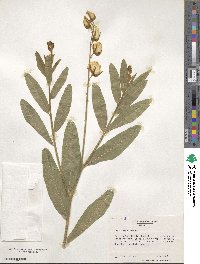 Crotalaria juncea image