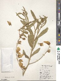 Crotalaria juncea image