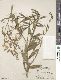 Crotalaria juncea image