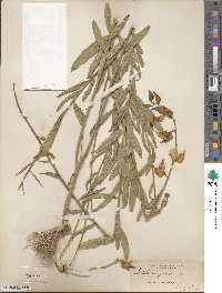 Crotalaria juncea image