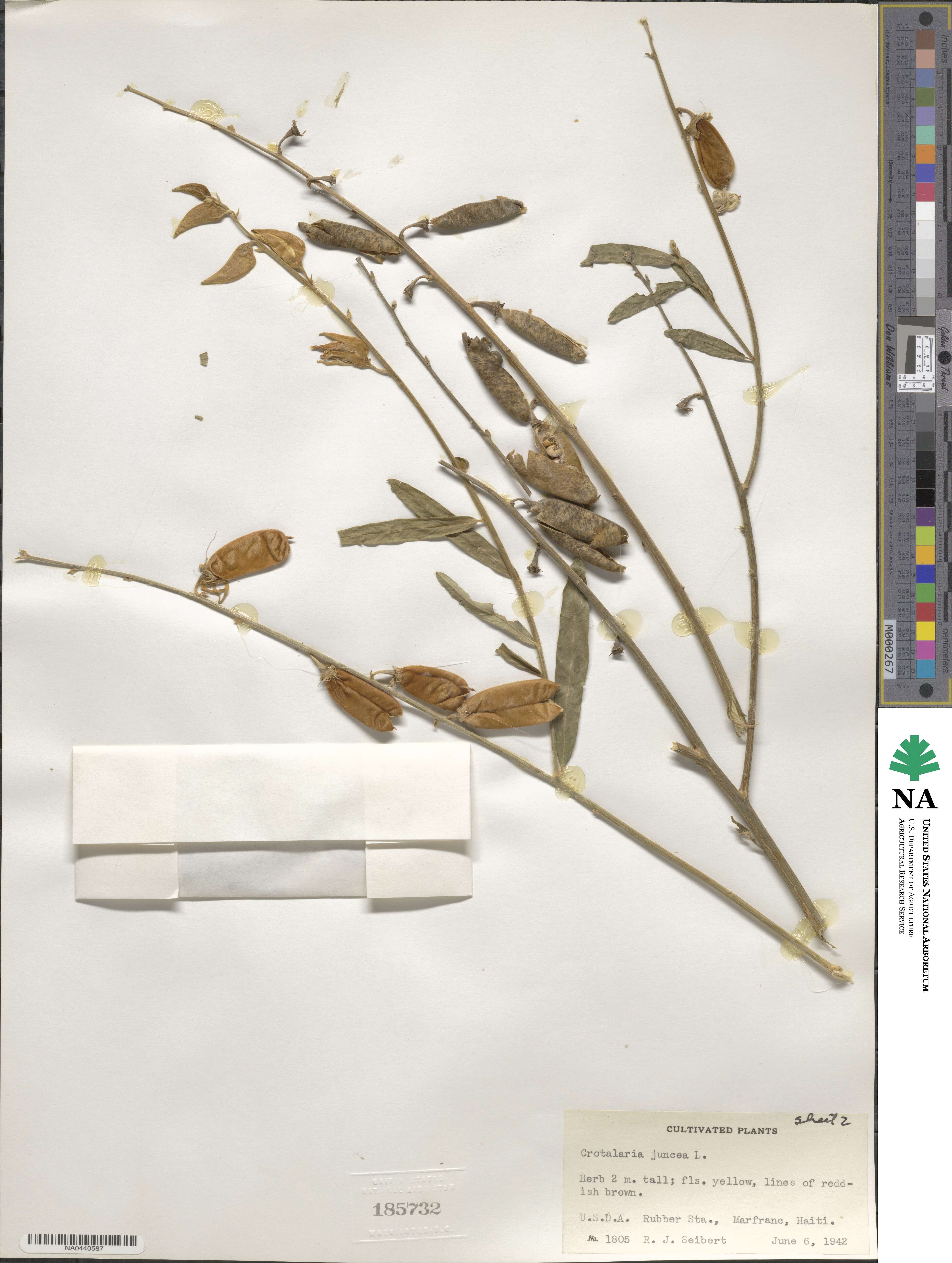 Crotalaria juncea image