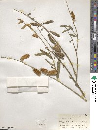 Crotalaria juncea image