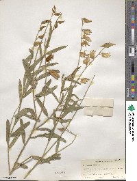 Crotalaria juncea image