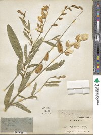 Crotalaria juncea image