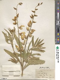 Crotalaria juncea image