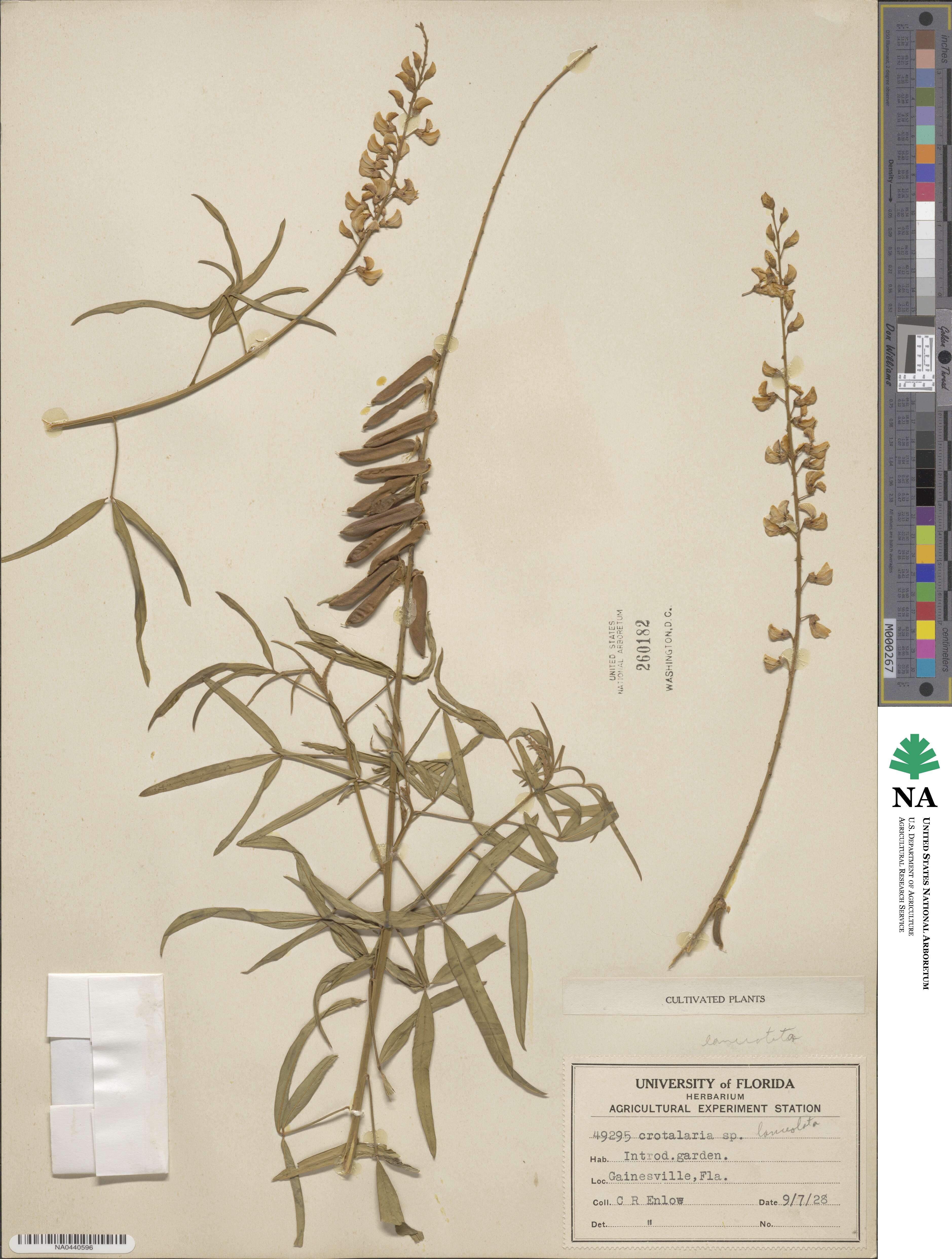 Crotalaria lanceolata image