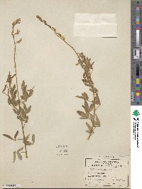 Crotalaria senegalensis image