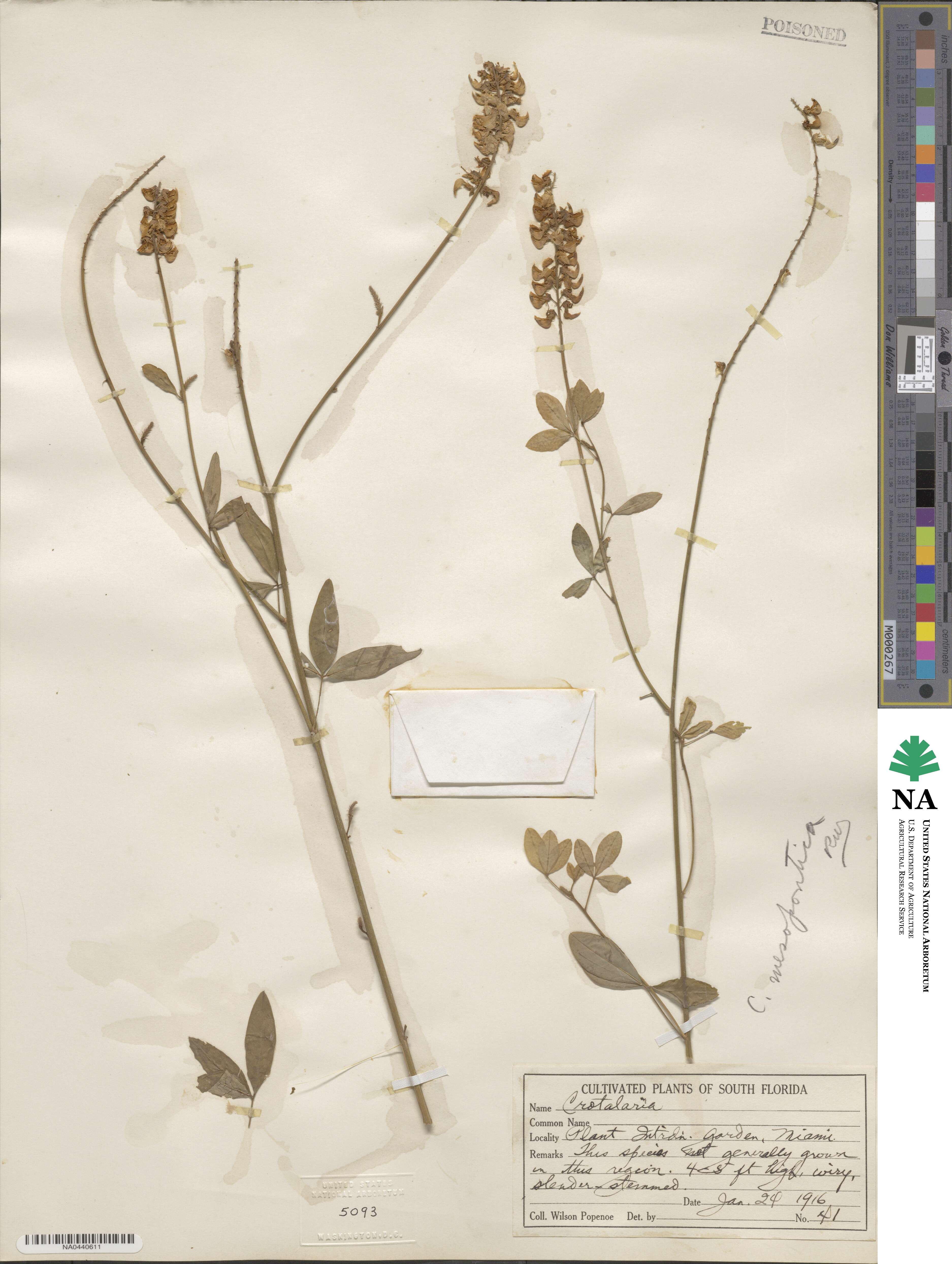 Crotalaria mesopontica image