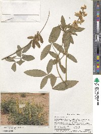 Crotalaria micans image