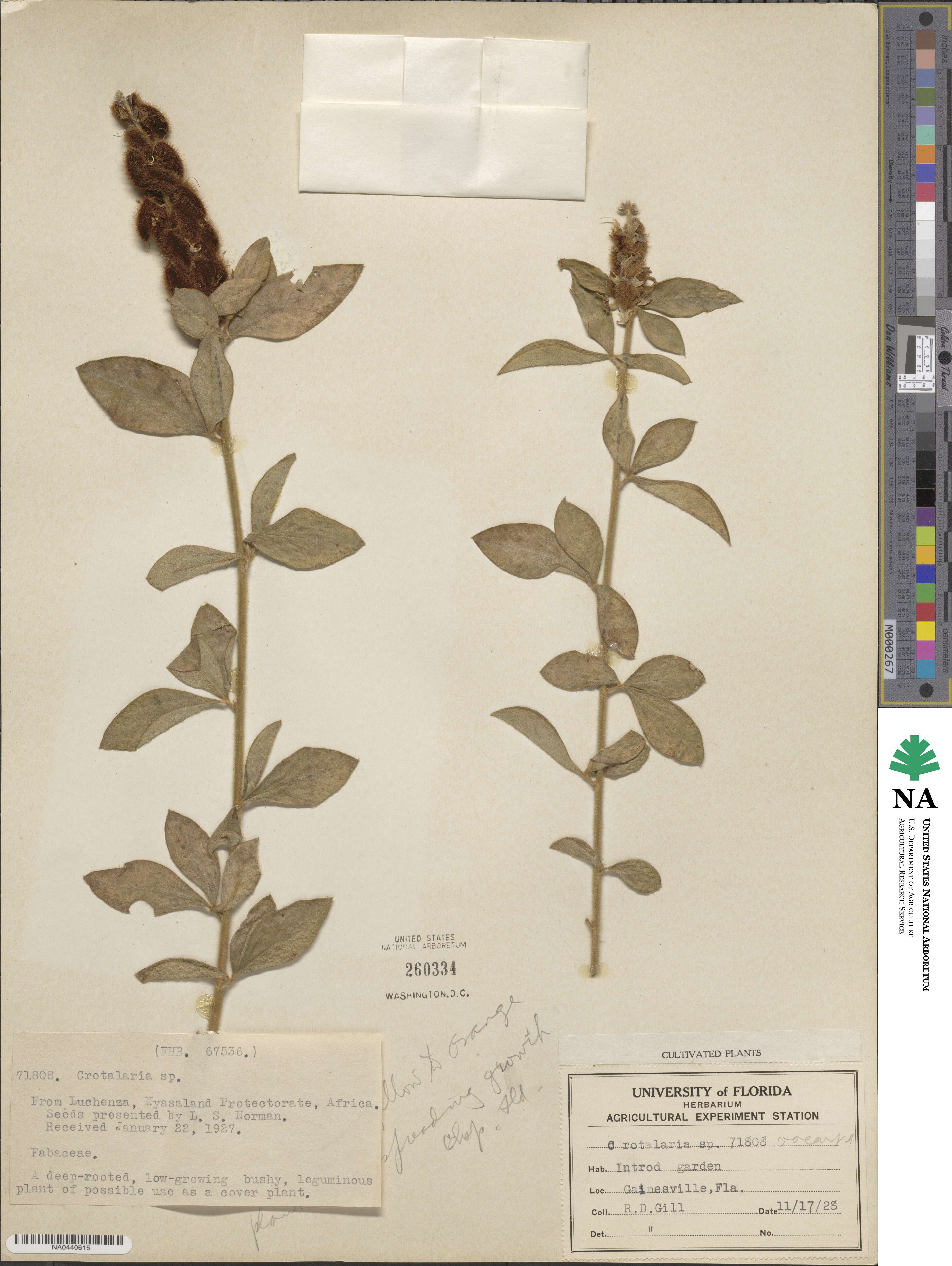 Crotalaria oocarpa image