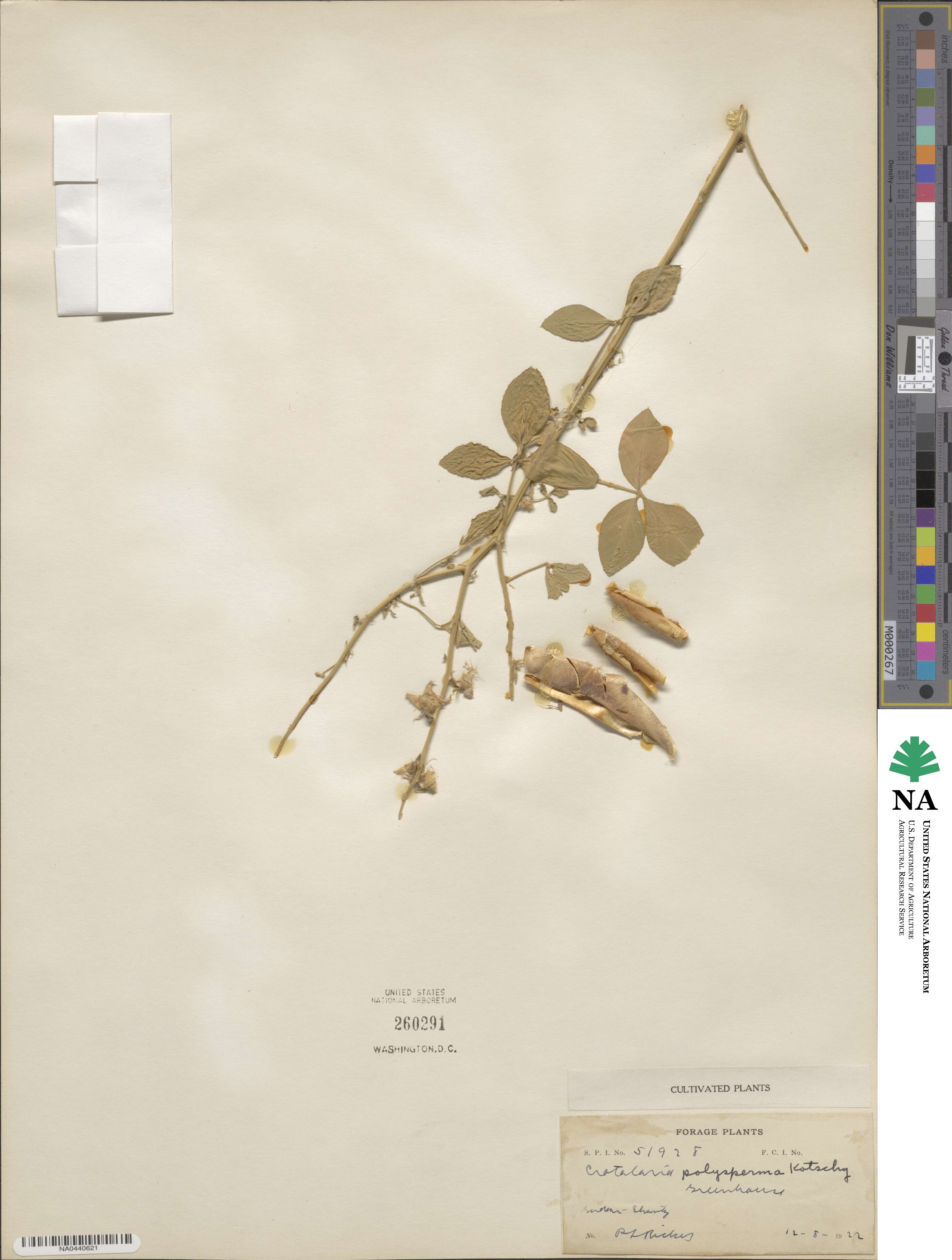 Crotalaria polysperma image