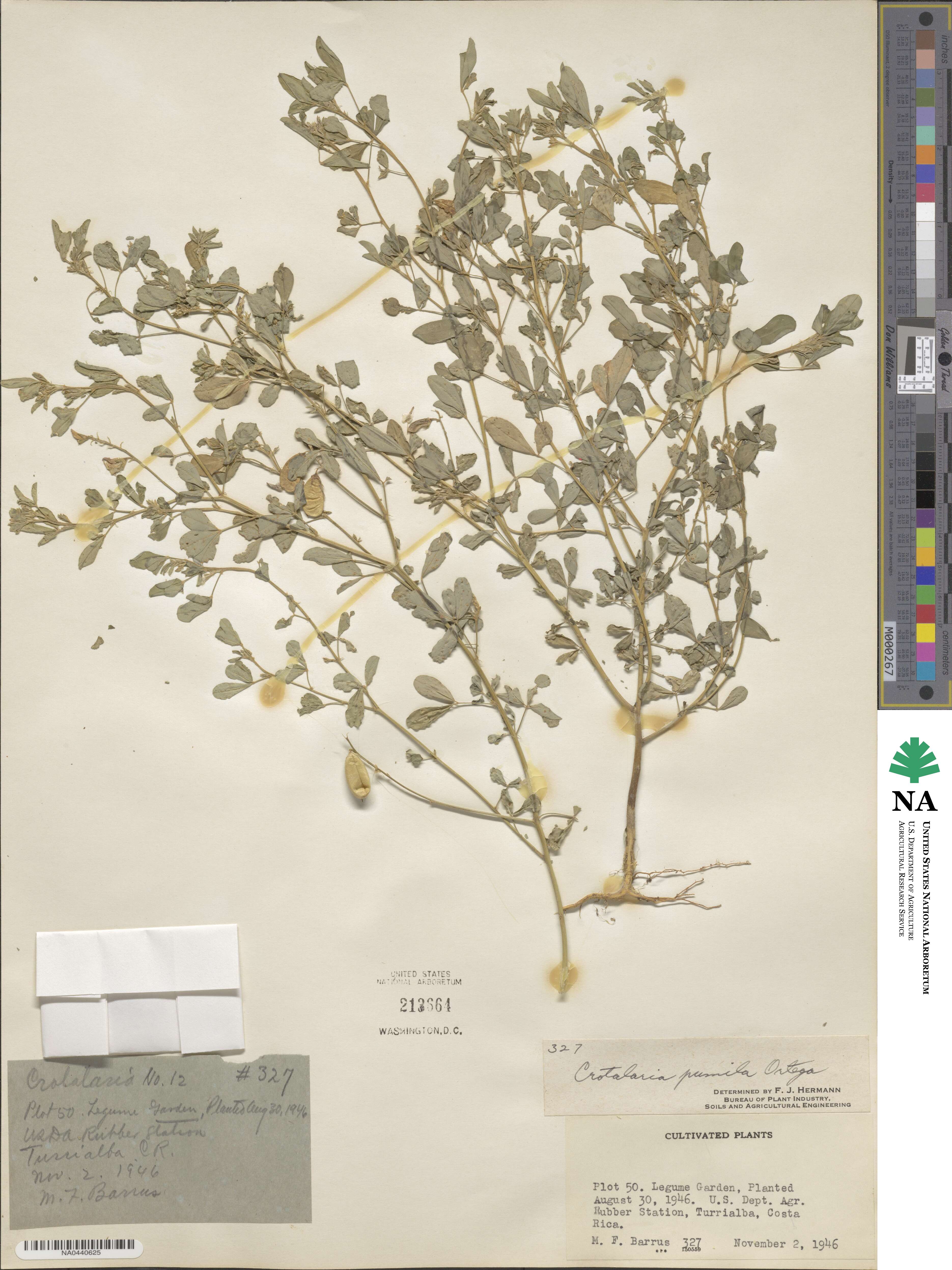 Crotalaria pumila image