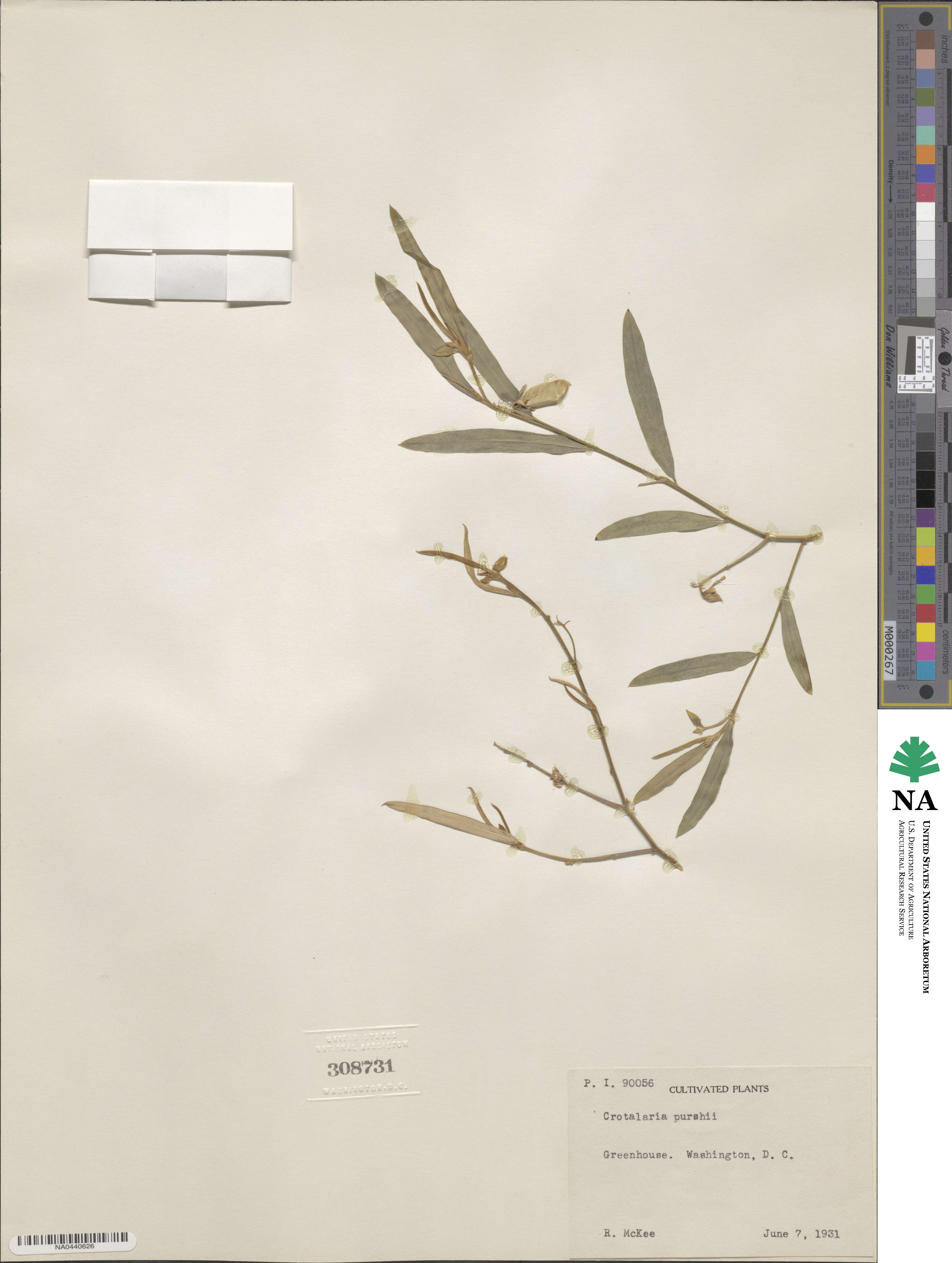 Crotalaria purshii image