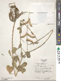 Crotalaria pallida var. obovata image