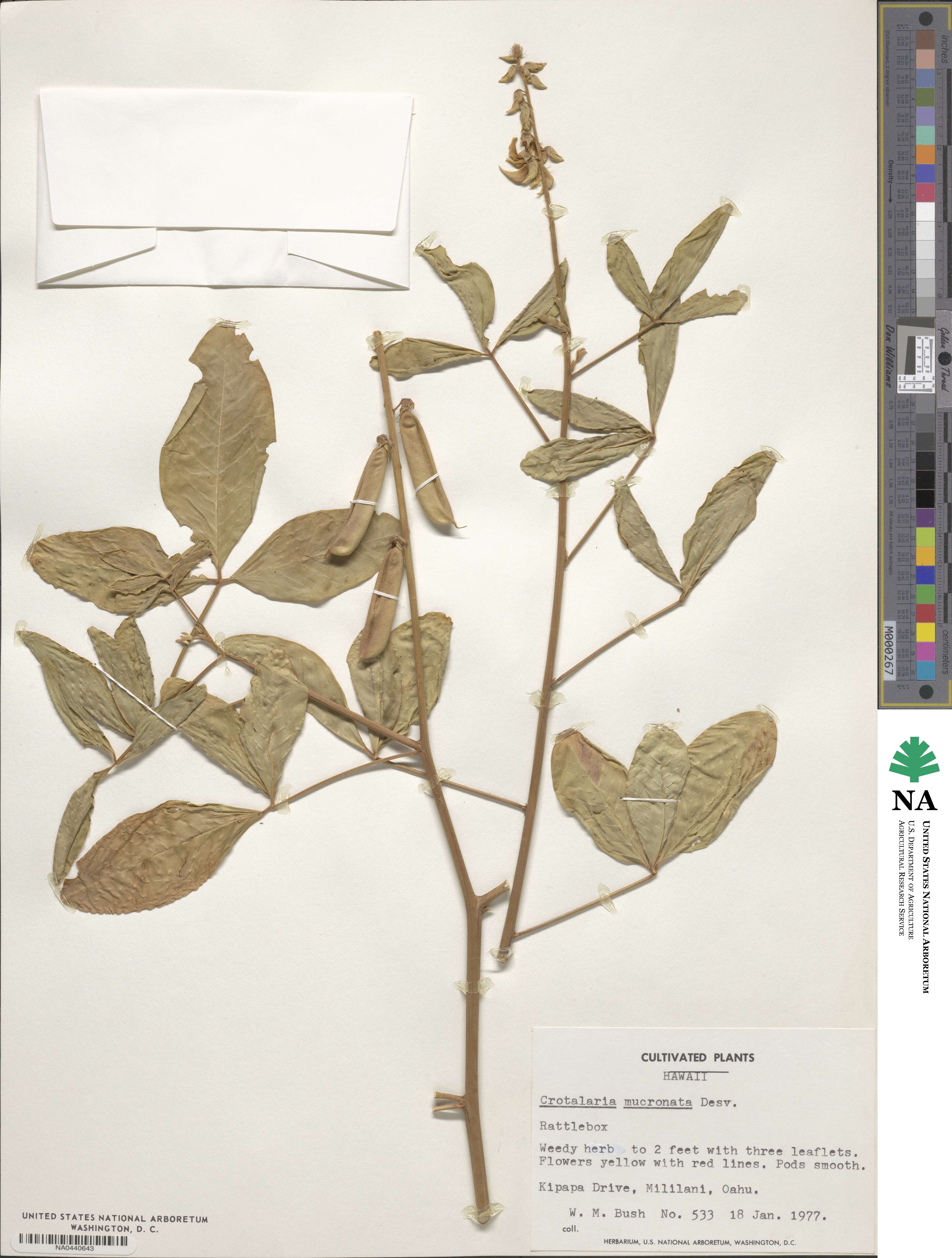 Crotalaria pallida var. obovata image