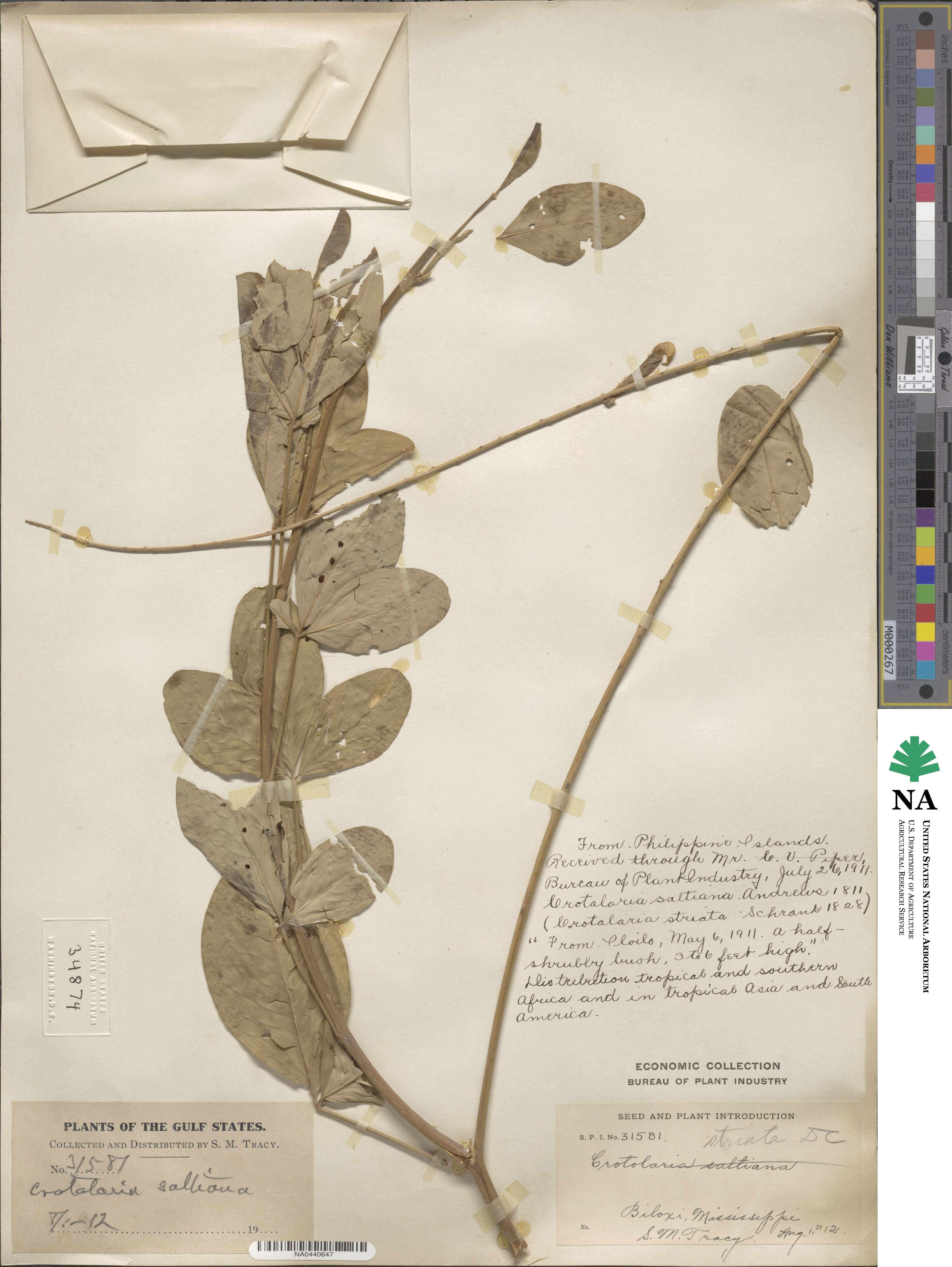 Crotalaria pallida image