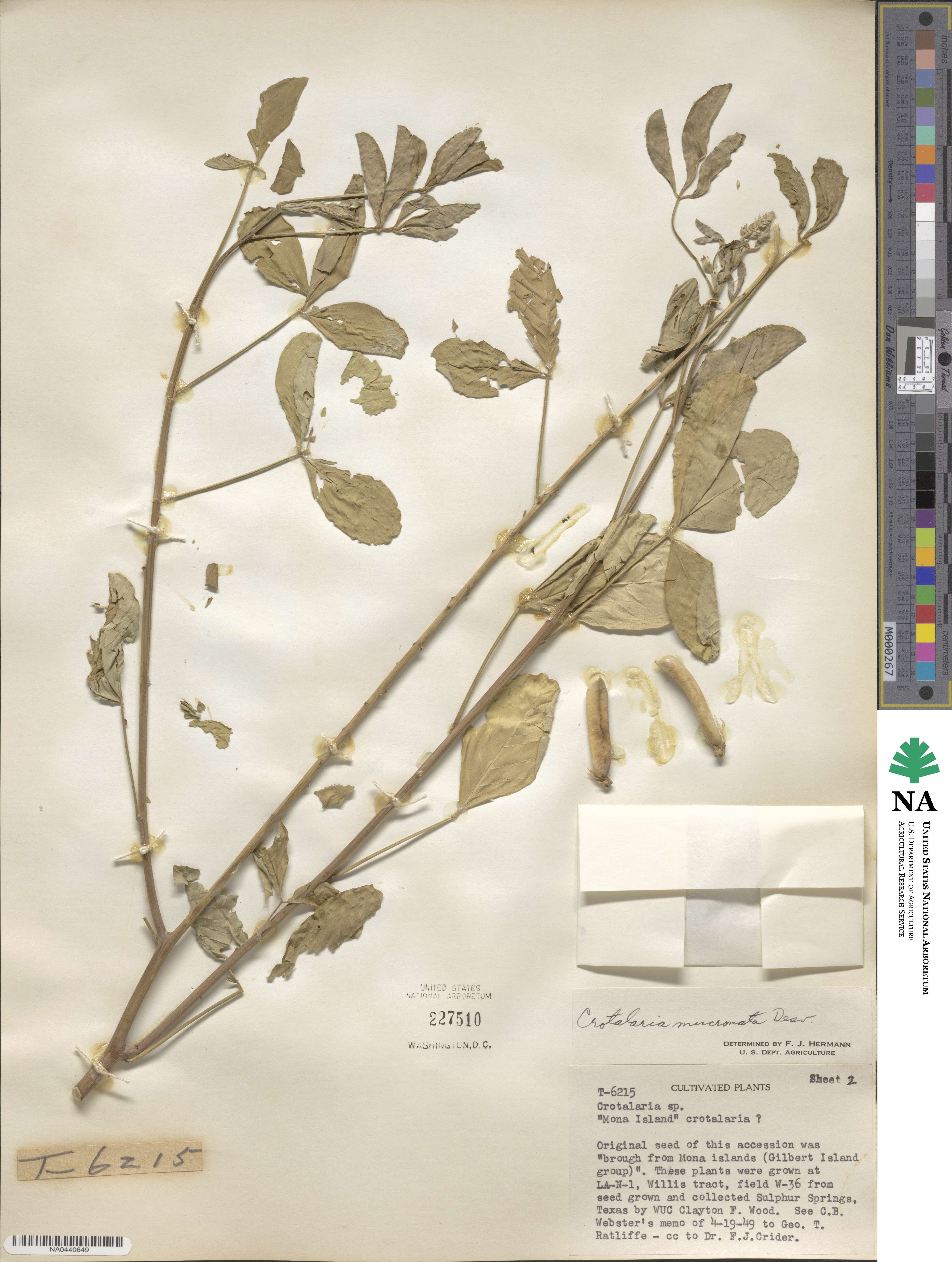 Crotalaria pallida var. obovata image