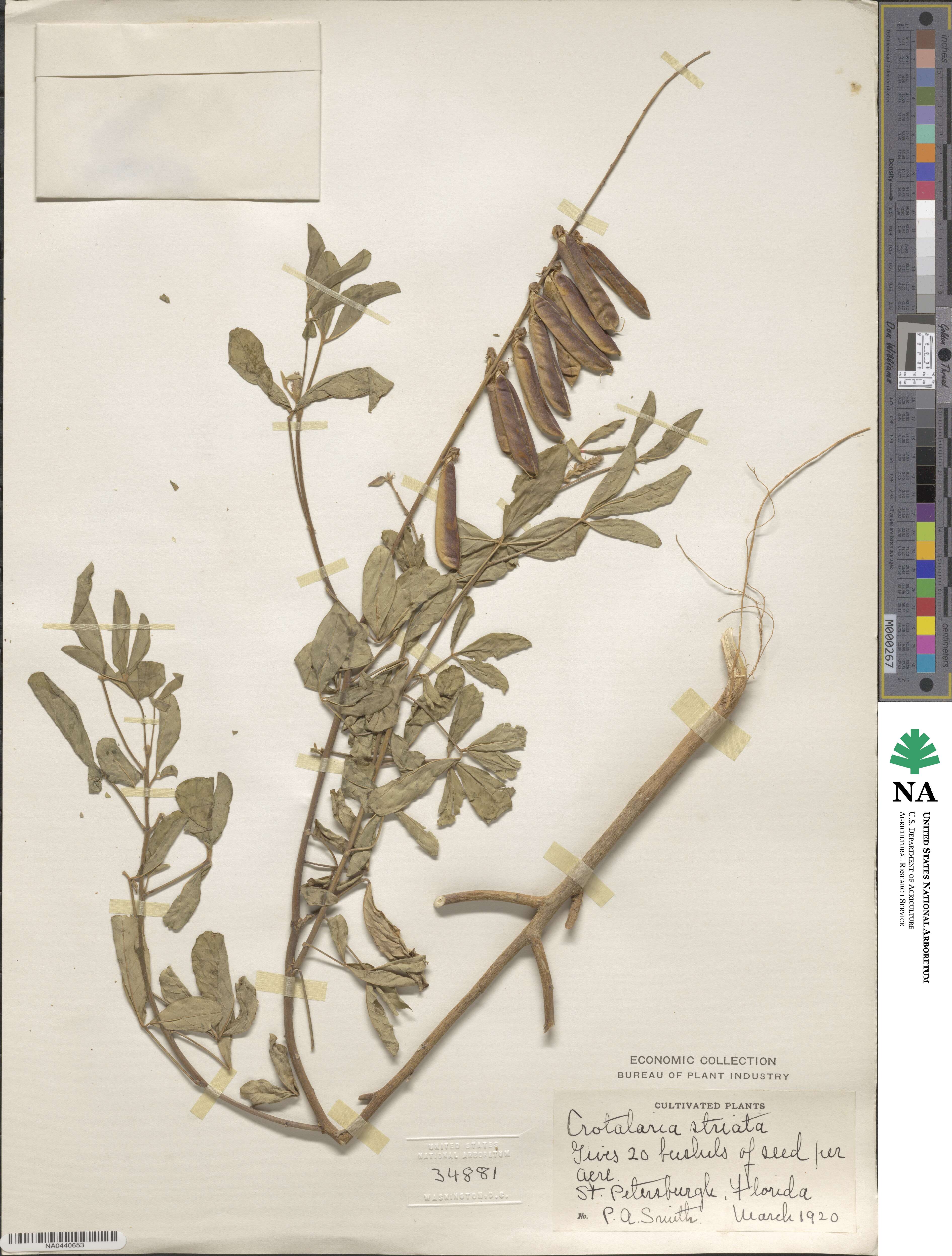 Crotalaria pallida var. obovata image