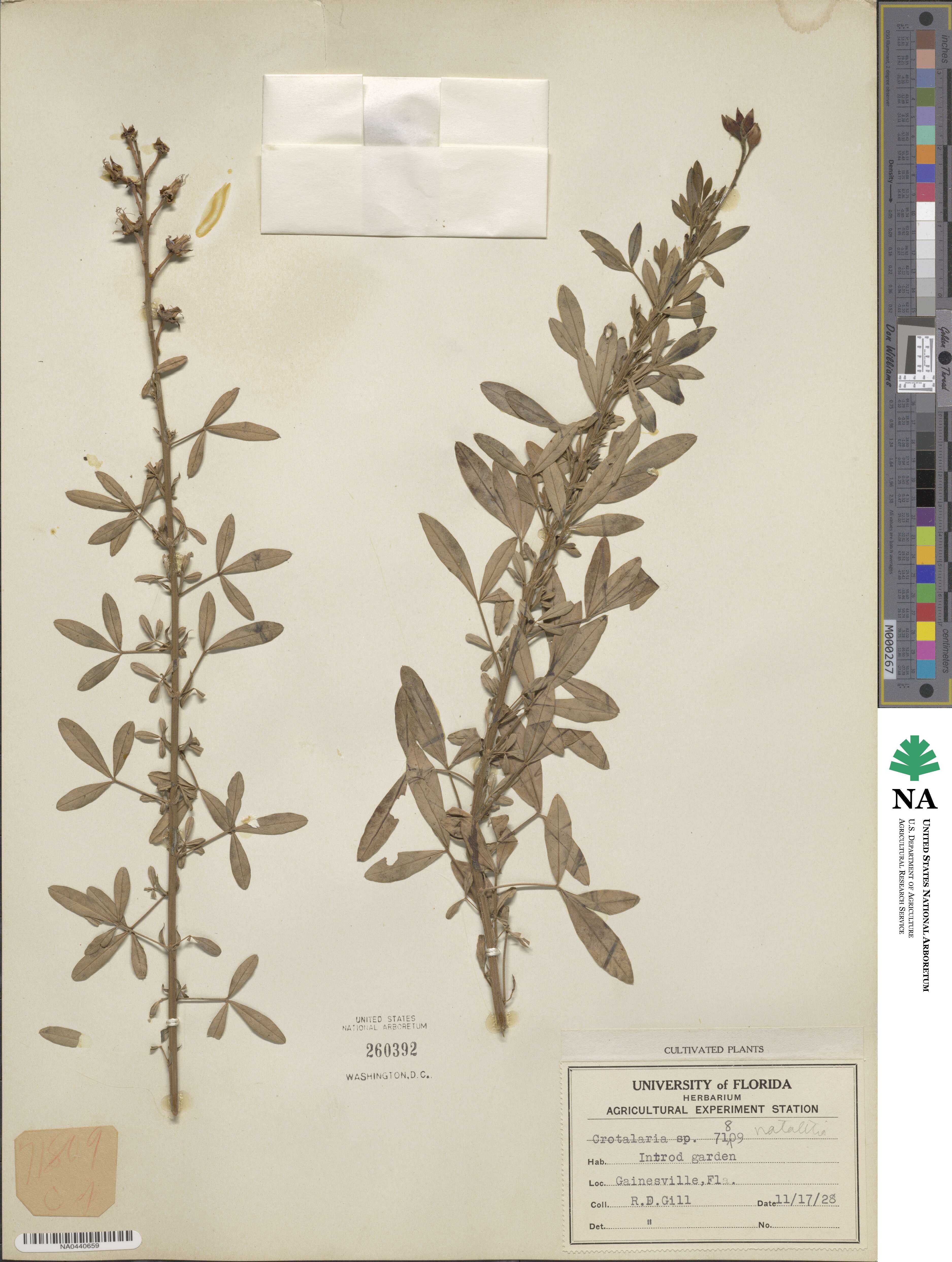 Crotalaria natalitia image