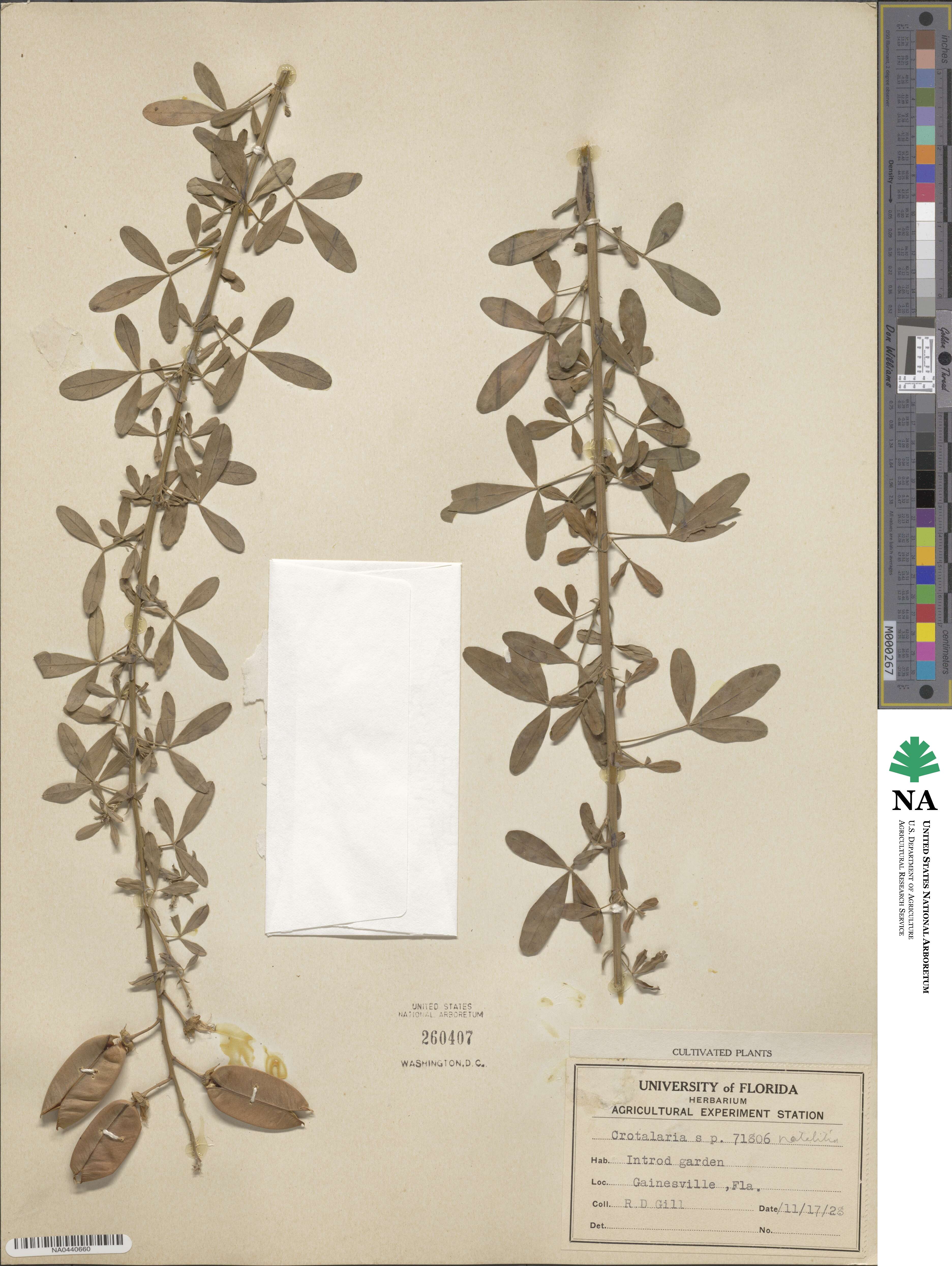 Crotalaria natalitia image